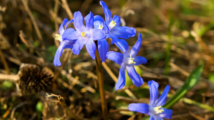 Beautiful purple chinodoxa forbesii flowers moving slowly in the wind.