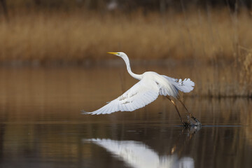 Great white egret (Ardea alba) - white heron
