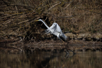Great white egret (Ardea alba) - white heron