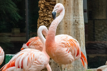 Close up of a beautiful Flamingo bird in captivity. More birds in background. 