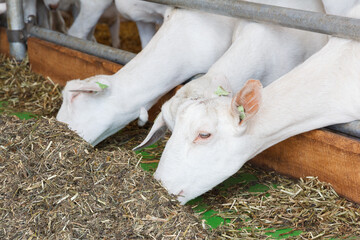 Goats in a goat shed. Domestic goats in the farm. Milk's farm. Industrial production of goat milk dairy products. Farm