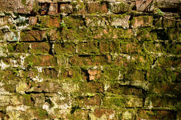The texture of the background of the old red and white brick wall covered with moss. High quality photo
