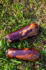 old rotten eggplant lying on the grass near the trash