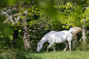 Fototapeta na wymiar cheval blanc