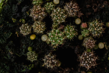 Dark Background Cactus a succulent plant that is popular as an ornamental plant because cactus is drought tolerant. and can be easily grown in tropical areas. background with Copy Space for text.