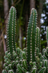 Dark Background Cactus a succulent plant that is popular as an ornamental plant because cactus is drought tolerant. and can be easily grown in tropical areas. background with Copy Space for text.