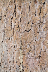 Full frame bark texture background in Top View and Copy Space for text entry. Tree bark texture background for earth day design to put text on the background.
