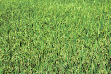 Green rice field background with beautiful grains and near the harvest season for farmers to gather their produce for sale. Green rice field background as a background with Copy Space for text.