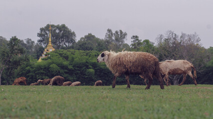 Fototapeta premium A flock of sheep is grazing in a sheep pasture where farmers let them forage in a fenced pasture for safety. A flock of sheep that can graze freely in the farmer's farm happily.