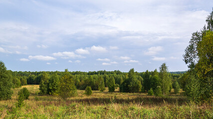 forest summer landscape