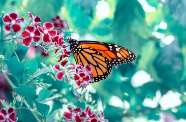 Macro shots, Beautiful nature scene. Closeup beautiful butterfly sitting on the flower in a summer garden. © blackdiamond67