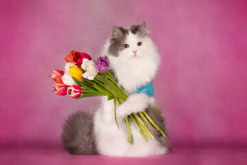 fluffy cat stands on its hind legs with a bouquet of tulips on a pink background