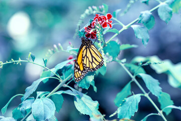 Macro shots, Beautiful nature scene. Closeup beautiful butterfly sitting on the flower in a summer garden.