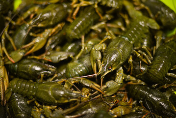 fresh green crayfish lie in a basin close-up