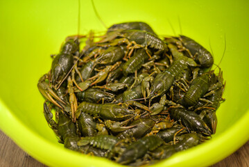 fresh green crayfish lie in a basin close-up