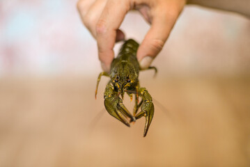 a man is holding a cancer in his hand, cancer is waving its claws