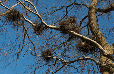 Witches broom, dense bunches of stunted twigs, in a Birch against blue sky
