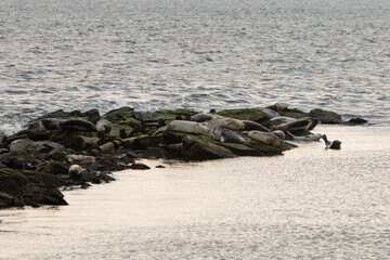 harbor seals resting on rock jetty