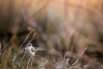 Gray catbird perched on branch winter