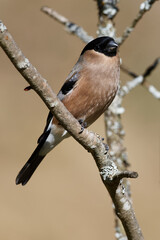 bouvreuil pivoine femelle