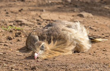 Seriema, wild bird, Pantanal - MS, bird, nature, wildlife, animal, beak, wild, birds, feathers,...