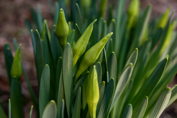 Obraz premium daffodil flowers that haven't opened yet
