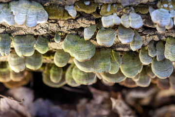 fungus on tree trunk.
