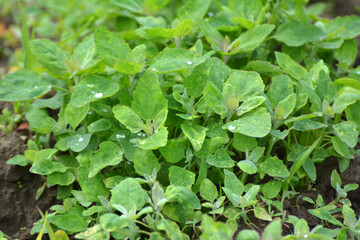 In nature, the grows fat hen (Chenopodium album)