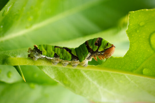 A Close-up image of a Swallowtail caterpillar eating a lemon tree leaf