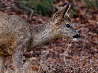 Jeune chevreuil mâle