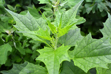 In nature, the grows chenopodium hybridum (Chenopodiastrum hybridum)