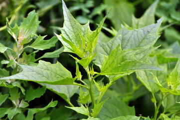 In nature, the grows chenopodium hybridum (Chenopodiastrum hybridum)