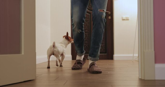 the legs of a man in blue pants and jeans go from the front door carries a cardboard box and runs out the dog Jack Russell meets in the room. middle plan