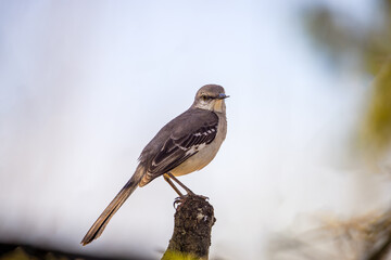 Northern mockingbird (Mimus polyglottos) perched on three stump, close up. This is the official...