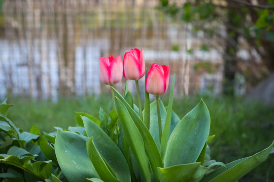First tulips growing in the garden, early spring flowers with fresh and intese colors