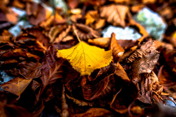 2021 10 30 Pieve bel Vicino yellow leaves 4