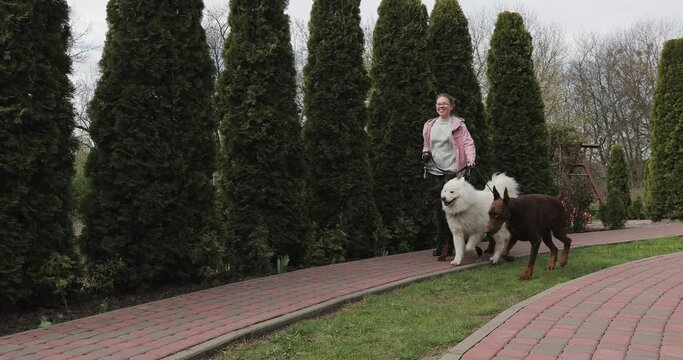 girl in glasses and a pink jacket walks three dogs two dobermans brown and black and white samoyed with leashes on the street against the background of green tui. overall plan