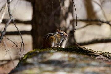 Chipmunk on the stump in the White Mountains in New Hampshire in early Spring