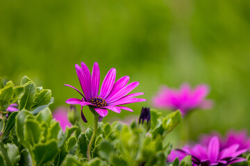 Close up photo of flowers, background with grass, spring season.