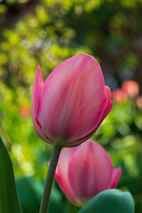 Naklejka premium First tulips growing in the garden, early spring flowers with fresh and intese colors