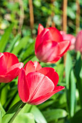 First tulips growing in the garden, early spring flowers with fresh and intese colors