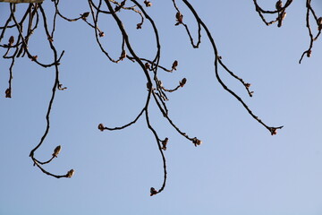 Wandern rund um Worpswede (Hiking around Worpswede, Germany) | Knospen eines Kastanienbaumes (Chestnut tree buds)