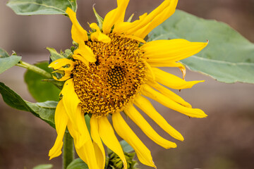 Naklejka premium Close up photo of sunflower, background with grass, spring season.