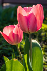Naklejka premium First tulips growing in the garden, early spring flowers with fresh and intese colors