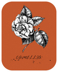 Tea rose drawn in Victorian style
Hand drawn Tea Rose 1 in vintage style. Drawn rose with white backing, color layer and white background are in separate layers - 495147041