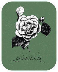 Tea rose drawn in Victorian style
Hand drawn Tea Rose 2 in vintage style. Drawn rose with white backing, color layer and white background are in separate layers - 495147043