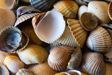 Texture background from seashells with lines - many light bright seashells together