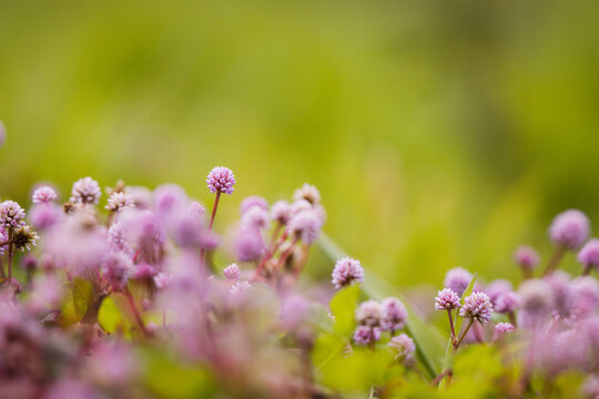 Close up photo of flowers, background with grass, spring season.
