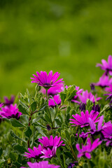 Fototapeta premium Close up photo of flowers, background with grass, spring season.