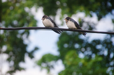 Two swallows are sitting on a wire against a background of green foliage